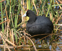 Red-knobbed Coot (Fulica cristata)